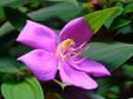 : - Melastoma candidum