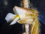 : - Zeuxine gracilis