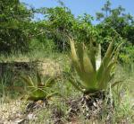 : - Aloe menyharthii