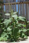 : - Amaranthus blitum subsp. oleraceus