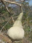 : - Cladostemon kirkii