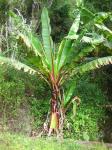 Zierbanane - Ensete ventricosum