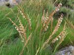: - Gladiolus crassifolius
