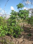 : - Jatropha subaequiloba