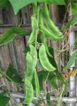 Limabohne - Phaseolus lunatus