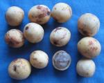 : - Sclerocarya birrea subsp. caffra