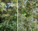 : - Verbesina turbacensis