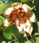 : - Xylotheca tettensis