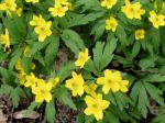 Gelbes Windröschen - Anemone ranunculoides