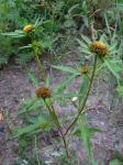 Nickender Zweizahn - Bidens cernua