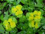 Wechselblätteriges Milzkraut - Chrysosplenium alternifolium