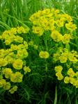 Zypressen-Wolfsmilch - Euphorbia cyparissias