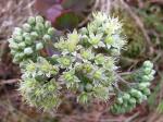 : - Hylotelephium telephium