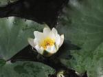 Weiße Seerose - Nymphaea alba
