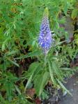 Langblättriger Ehrenpreis - Veronica longifolia