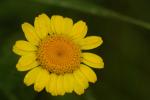 Färberkamille - Anthemis tinctoria