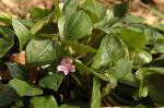 Sibirisches Tellerkraut - Claytonia sibirica