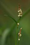 Floh-Knöterich - Persicaria maculosa