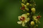 Schwarze Königskerze - Verbascum nigrum