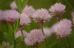 Schnittlauch - Allium schoenoprasum