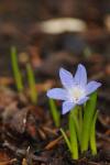 Blauer Schneeglanz - Scilla forbesii