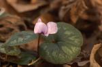 Frühlingsalpenveilchen - Cyclamen coum
