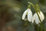 Kleines Schneeglöckchen - Galanthus nivalis