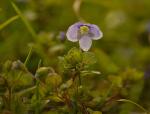 Faden-Ehrenpreis - Veronica filiformis