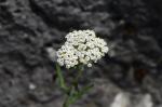 Hügel-Wiesenschafgarbe - Achillea collina