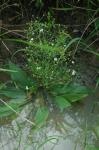 Gewöhnlicher Froschlöffel - Alisma plantago-aquatica