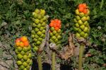 Südöstlicher Aronstab - Arum cylindraceum