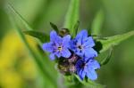 : - Buglossoides purpureocaerulea
