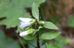 Nesselblättrige Glockenblume - Campanula trachelium