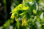 Kleine Wachsblume - Cerinthe minor