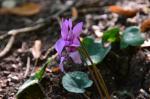 Europäisches Alpenveilchen - Cyclamen purpurascens