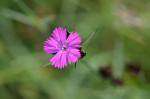 Karthäuser-Nelke - Dianthus carthusianorum