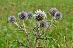 Drüsenblättrige Kugeldistel - Echinops sphaerocephalus