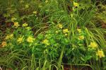 Österreichische Wolfsmilch - Euphorbia austriaca