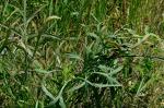 Gemeine Sichelmöhre - Falcaria vulgaris