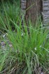 Wald-Segge - Carex sylvatica