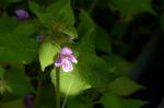 Weichhaariger Hohlzahn - Galeopsis pubescens