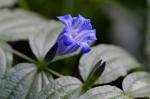 Schwalbenwurz-Enzian - Gentiana asclepiadea