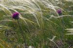 Weiche Silberscharte - Jurinea mollis