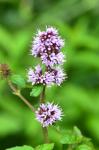Wasserminze - Mentha aquatica