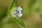 Acker-Vergissmeinnicht - Myosotis arvensis