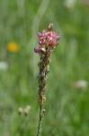 Sand-Esparsette-Onobrychis arenaria