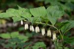 Breitblättriger Weisswurz - Polygonatum hirtum