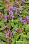 Großblütige Braunelle - Prunella grandiflora