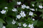 Eisenhutblättriger Hahnenfuß - Ranunculus aconitifolius