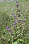 Quirlblütiger Salbei - Salvia verticillata